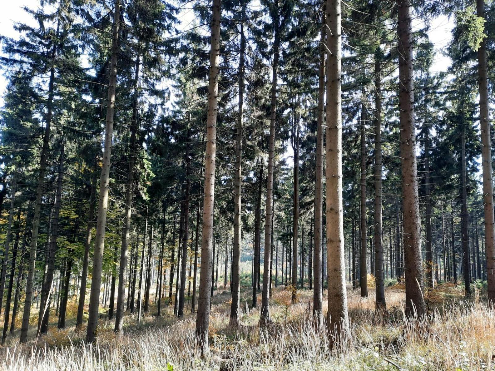 Domek Ostoja Lomnica  Exteriér fotografie