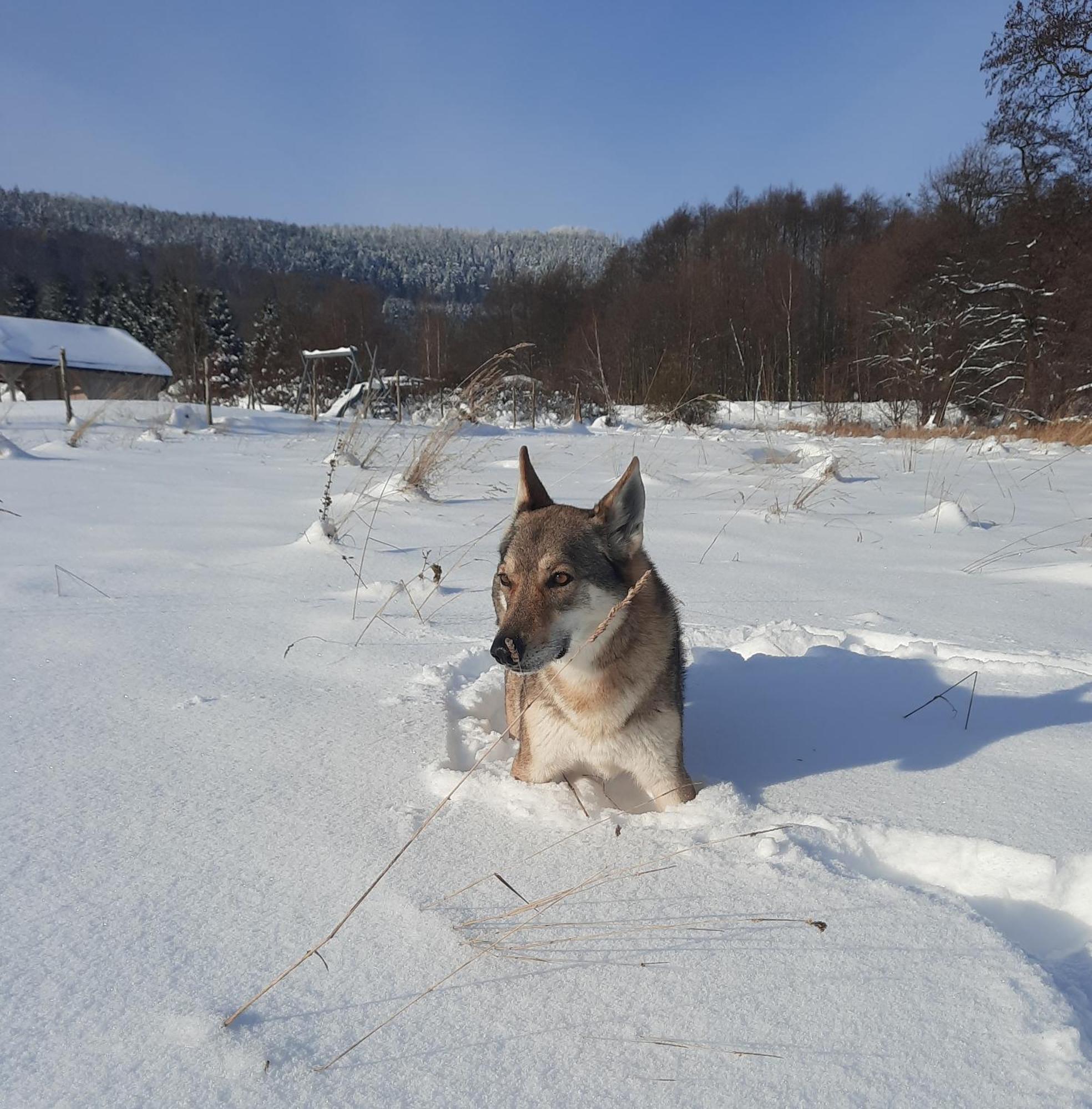 Domek Ostoja Lomnica  Exteriér fotografie